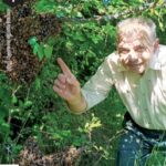 Viečko plechové TWIST 82 – vzor P, krabicové balenie 700ks Krabicové balenia Krabicové balenia