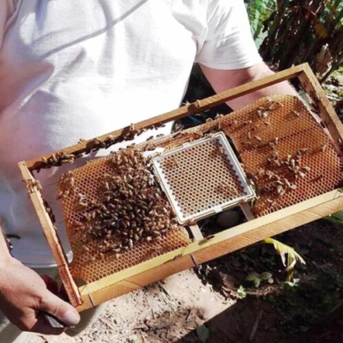 Chovný systém BEE EXTRA Chov včelích matiek Chov včelích matiek